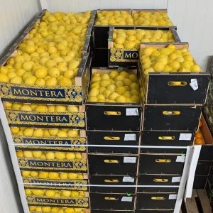 Citrusové plody